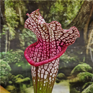 Sarracenia x H 133 alata purple x leucophylla milton