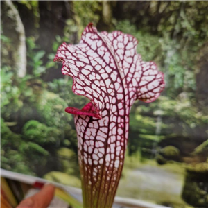 Sarracenia x H 133 alata purple x leucophylla milton