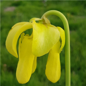 Sarracenia x H 148 Hugh Jampton