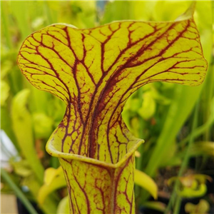 Sarracenia x H 148 Hugh Jampton