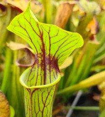 Sarracenia x H 148 Hugh Jampton