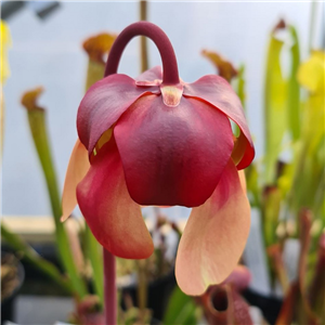 Sarracenia x H 151 Vogel SH611