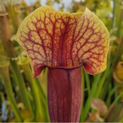 Sarracenia x H 151 Vogel SH611