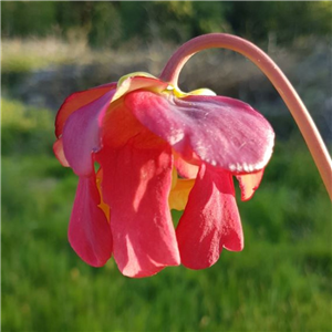 Sarracenia x H 157 Ann Mundy