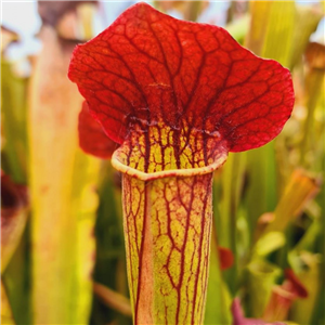 Sarracenia x H 157 Ann Mundy