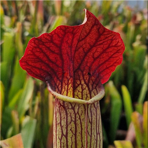 Sarracenia x H 157 Ann Mundy