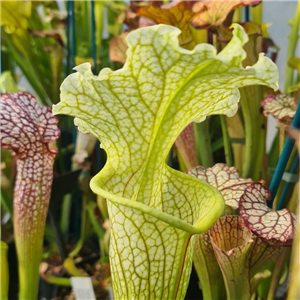 Sarracenia x H 163 Camisole