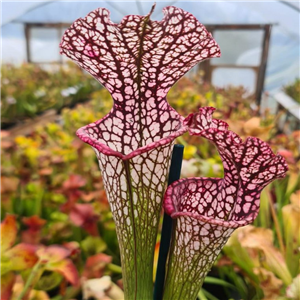 Sarracenia x H 178 IS IM X DW 11