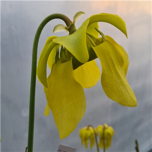 Sarracenia x H 179 flava Dappled Orange