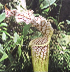 Sarracenia x H 180 leucophyl la x IS rubra long lid