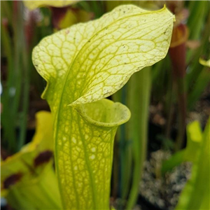 Sarracenia x H 196 Brooks x minor C crow Gelber