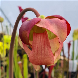 Sarracenia x H 207 x IS Abbot Bro