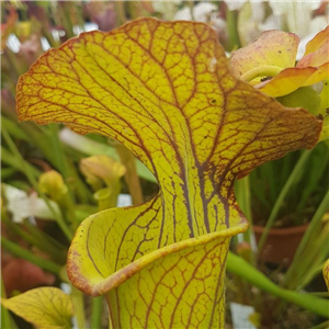 Sarracenia x H 207 x IS Abbot Bro