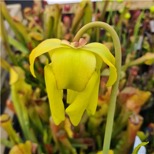 Sarracenia x H 215 Big un open pollinated