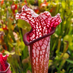 Sarracenia x H 218 juthatip sopher x leucophylla MK