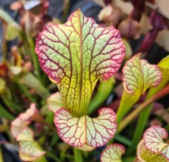 Sarracenia x H 22 Lynda Butt 1987 A. Slack