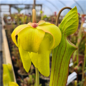 Sarracenia x H 221 Big un open pollinated