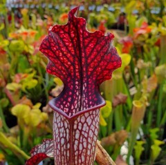 Sarracenia x H 222 x areolata MK A28 MK L23