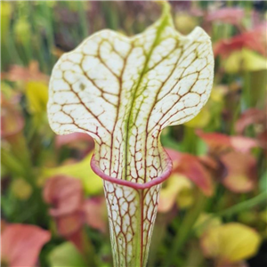 Sarracenia x H 224 hybrid IS  .