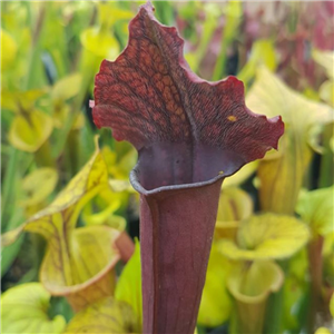 Sarracenia x H 226 Devils Stick IS