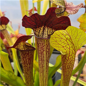 Sarracenia x H 229 willsii x (flava x alata) Tigers Eye