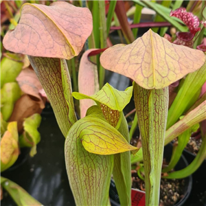 Sarracenia x H 232 Imhotep