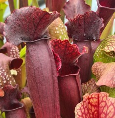 Sarracenia x H 242 purpurea hybrid