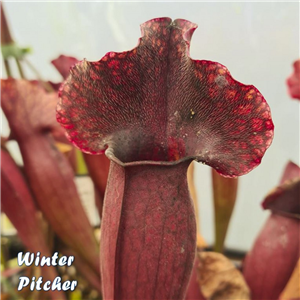 Sarracenia x H 242 purpurea hybrid