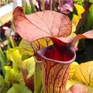 Sarracenia x H 245