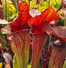 Sarracenia x H 245