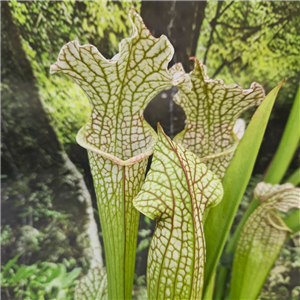 Sarracenia x H 251 Hybrid MK (H91)