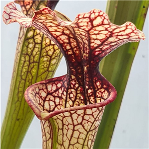 Sarracenia x H 258  Joanna