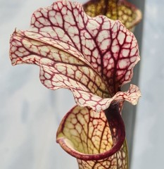 Sarracenia x H 258  Joanna