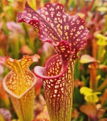 Sarracenia x H 268  Night Sky