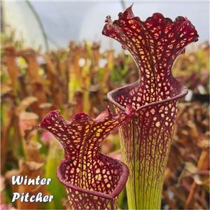 Sarracenia x H 268  Night Sky