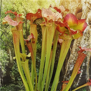 Sarracenia x H 278 x moorei Very large flower