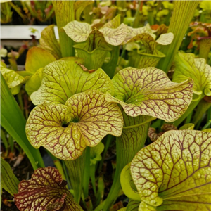 Sarracenia x H 278 x moorei Very large flower