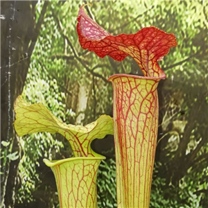 Sarracenia x H 278 x moorei Very large flower