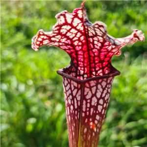 Sarracenia x H 301 Premysl Otakar Hyb 925-03