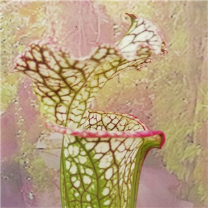 Sarracenia x H 327 SH 845-02