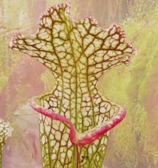 Sarracenia x H 327 SH 845-02