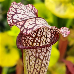 Sarracenia x H 339 pubescent leucophylla x alata hybrid