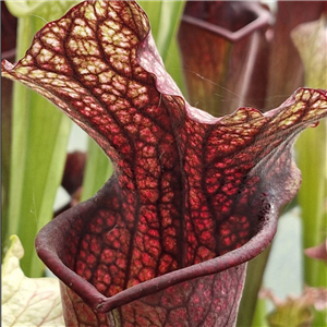 Sarracenia x H 272 x moorei not finished