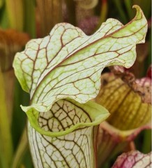 Sarracenia x H 341pubescent leucophylla x alata hybrid