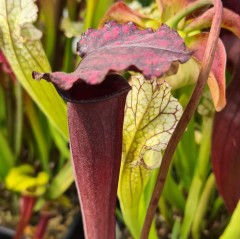 Sarracenia X H 342 Vampire