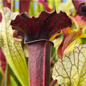 Sarracenia X H 342 Vampire