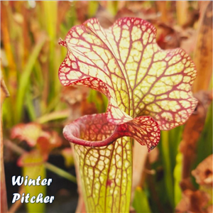 Sarracenia x H 343 Premysl Otakar x Adrian Slack