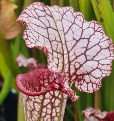 Sarracenia x H 343 Premysl Otakar x Adrian Slack