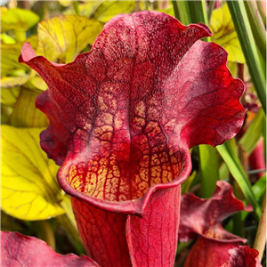 Sarracenia x H 344 Leah Wilkerson x purpurea venosa