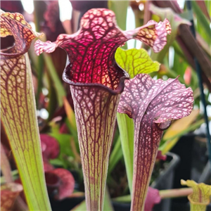 Sarracenia x H 345 leuco. pubescent pink x flava